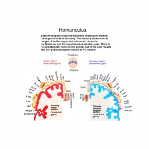 homunculus-of-primary-somatosensory-cortex-in-blue