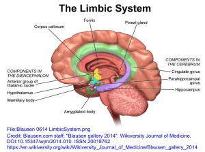 LimbicSystem