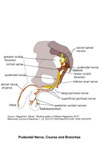 Pudendal nerve, course and branches